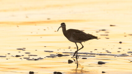 A long billed curlew works it's way among pebbles and bits of sea foam along a beach painted golden by the late evening sunlight.