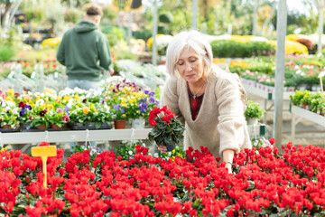 Elderly woman buyer chooses cyclamen in pot in flower shop..