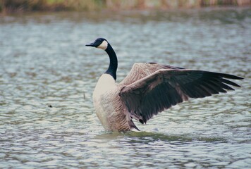 Ripple of Farewell Geese Departing, A Fishing Line Trailing