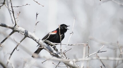 Black Bird Song 