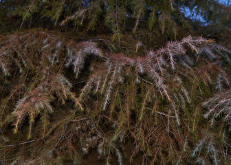 Needle cast on a spruce pine tree at dusk