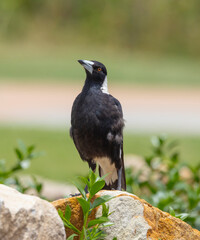 Magpie perched on a rock at ground level in natural habitat, eastern Australia