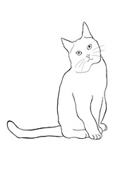 mascotas gatos con ovillo de lana reposando en su lugar observando atentamente al frente 