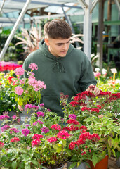 Fototapeta na wymiar In flower mega market, young guy landscape designer view contemplate and examines pentas plants that are trending in current season, available for wholesale and retail purchase.