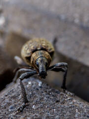 close up of a beetle
