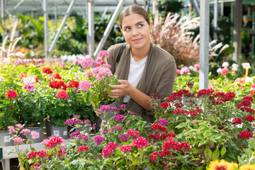 In garden store near shelf window case girl is touched and mesmerized by dense and thick rich inflorescences of decorative half-shrub pentas