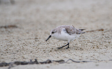 Groupe de bécasseaux sanderling sur une plage en Bretagne-France