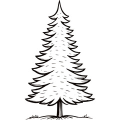 hand drawn fir tree sketch