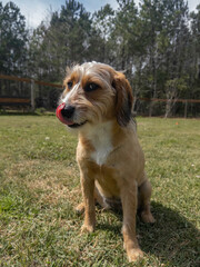Small, light brown, female, mutt, dog, sitting in a yard while licking her nose and looking at camera on a hot afternoon