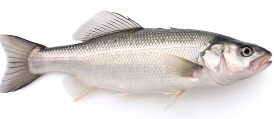 Single raw fresh sea bass isolated on white background. AI generated image