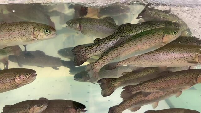 A group of rainbow trout swims in an aquarium in a store. Fresh live fish in the supermarket. Trout breeding and fishing. Freshwater fish on the market