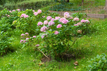 Hydrangea Flowers, Blooming Pink Hortensia, Hydrangea Paniculata Flower