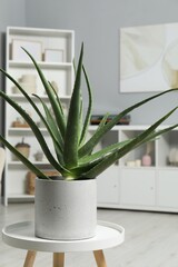 Beautiful potted aloe vera plant in room