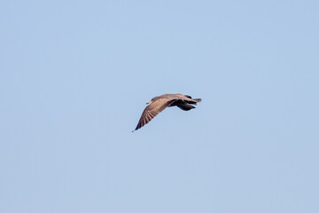 Seagull in flight off the coast of Newport Beach