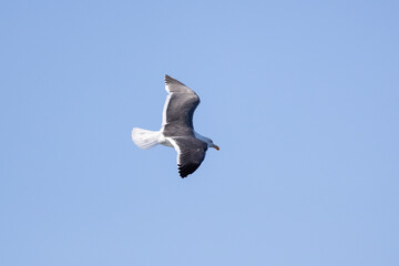 Seagull in flight off the coast of Newport Beach