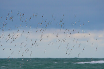 Groupe de bécasseaux sanderling sur une plage en Bretagne-France