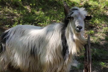 A majestic goat with flowing, lustrous hair stands gracefully amidst the lush green grass.