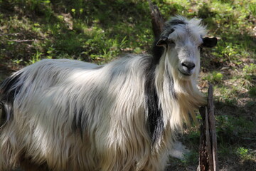 Obraz premium A majestic goat with flowing, lustrous hair stands gracefully amidst the lush green grass.