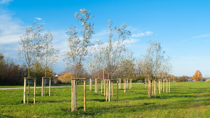 tree seedlings in the park, blue sky in the background