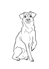 perro sin raza posando con una pata levantada observando al frente con gesto de docilidad 