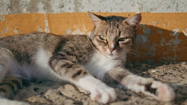 Closeup lazy cat basking sunshine on hot concrete surface. Animal enjoying sun