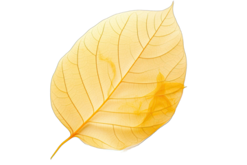 Beautiful Yellow Single Transparent skelet on leaves On Transparent Background