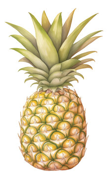 Watercolor and drawing for fresh pineapple isolated. Digital painting of fruits and vegetables illustration.