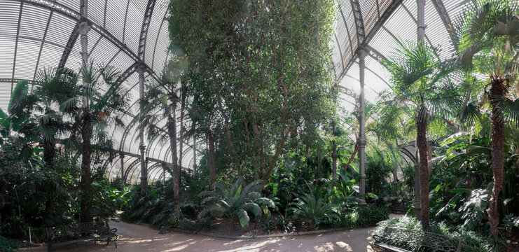 View of the interior of  a huge greenhouse with leafy tropical plants.
