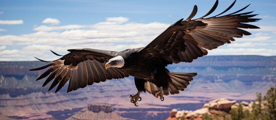 In the grand and awe-inspiring Grand Canyon National Park in California, an avian enthusiast spotted a rare Californianus Condor, an endangered species, perched on the edge of a cliff. Equipped with a
