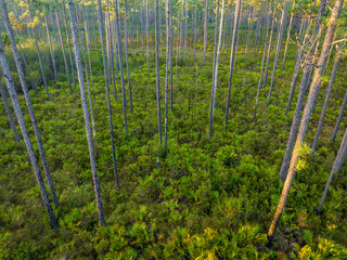 sunrise aerial view of Florida forest with pine trees and palmetto - Apalachicola National Forest