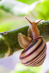 Snail on a green leaf during the monsoons on a green leaf during the monsoonsin garden. Burgundy snail, edible snail or escargot, is a species of large, edible, air-breathing land snail