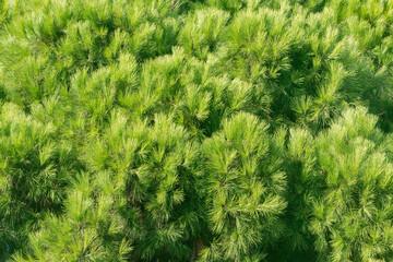 Pine tree branches background.