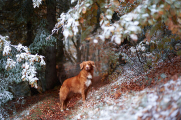 solitary Nova Scotia Duck Tolling Retriever dog stands amidst a dusting of snow, a blend of autumn warmth and winter's chill © Anna Averianova
