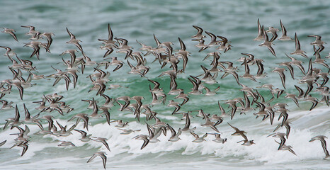 Groupe de bécasseaux sanderling sur une plage en Bretagne-France