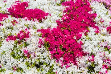 Fototapeten abundance of azalea flowers with different colors © Christian Müller