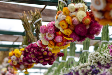 Colourful strawflower bouquets hanging upside down drying