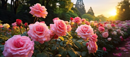 In the beautiful park, amidst the vibrant colors of blooming roses, the floral beauty of nature unfolded as the green leaves embraced each plant, creating a breathtaking display of pink and yellow