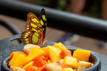 Malachite Butterfly Eating Fruit - 681853552