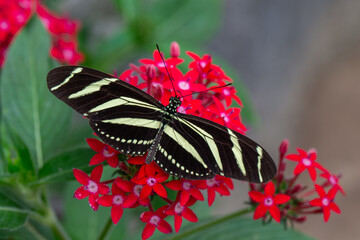 Zebra Longwing Butterfly on a Red Flower - 681853597