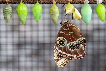 Blue Morpho Butterfly with Its Chrysalis - 681853701