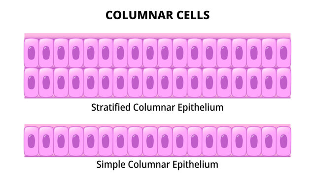 Columnar Cell - Simple Columnar Epithelium - Stratified Columnar Epithelium - Histology Medical Vector Illustration