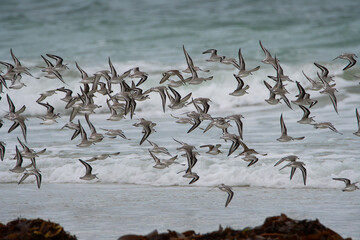 Groupe de bécasseaux sanderling sur une plage en Bretagne-France