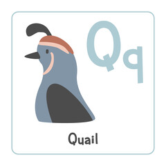 Quail clipart. Quail vector illustration cartoon flat style. Animals start with letter Q. Animal alphabet card. Learning letter Q card. Kids education. Cute quail vector design