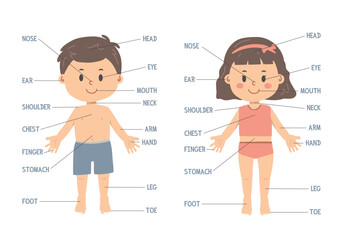 Body parts chart cartoon clipart. Cute boy and girl with body parts names, educational poster for kids. Human body vector illustration flat cartoon style. Head, eye, neck, shoulder, chest, leg, foot - obrazy, fototapety, plakaty