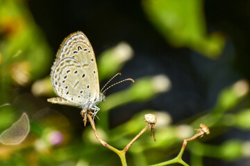 Butterflies have two pairs of thin wings. Their bodies, wings, and legs are covered with tiny scales, similar to dust, that give them different colors. The mouth is a long trunk