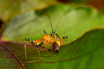 Insects are invertebrates. When the body is fully grown, it is clearly divided into 3 parts: the head, thorax, and abdomen. It is an animal that does not have a backbone. It is the most abundant anima