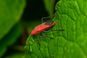Leptocoris vicinus is part of a group of insects called Soapberry Bugs. They have a beautiful red color with black legs and prefer to live on contrasting green leaves