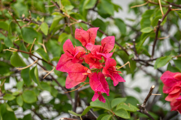 Blooming bougainvillea flowers background.