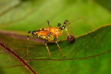 Insects are invertebrates. When the body is fully grown, it is clearly divided into 3 parts: the head, thorax, and abdomen. It is an animal that does not have a backbone. It is the most abundant anima