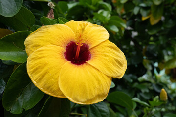 Yellow hibiscus flowers. Take macro shots.